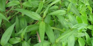 Nhất định phải trồng rau răm trong nhà, dù nhà chật hẹp cỡ nào sẽ có được công dụng thần kì này