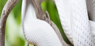 3 tuổi khổ trước sướng sau: 2024 làm ăn khởi sắc, tài lộc đầy nhà, từ nay trở đi ngồi mát ăn bát vàng