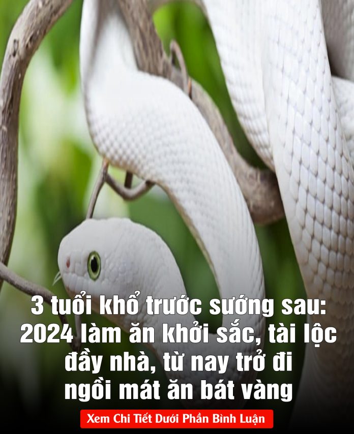 3 tuổi khổ trước sướng sau 2024 làm ăn khởi sắc, tài lộc đầy nhà, từ nay trở đi ngồi mát ăn bát vàng