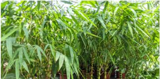 5 loài cây trồng trước nhà ly tan, con cháu nghèo khó: Trồng sau nhà giữ của, nhiều phúc lộc, giàu có nhiều đời