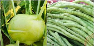 Sau Tết ra chợ gặp những loại rau này trông ngon và rẻ nhưng mua là rất d:ại: Ăn vào thiệt thân, tích bệ:nh trong người