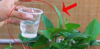Trầu bà rất thích loại nước này, nửa tháng tưới một lần cây xanh mơn mởn, không sợ vàng lá