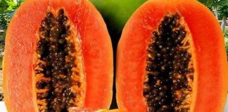 Đu đủ được mệnh danh là “trái trăm lợi” và ‘trường thọ’, có 8 lợi ích và 6 điều kiêng kỵ khi ăn đu đủ