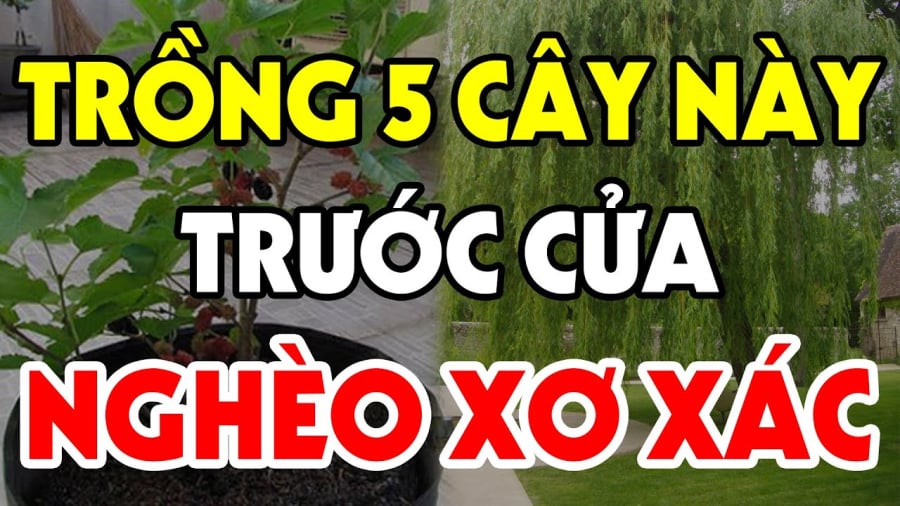 5 cay trong truoc nha ngheo xo xac