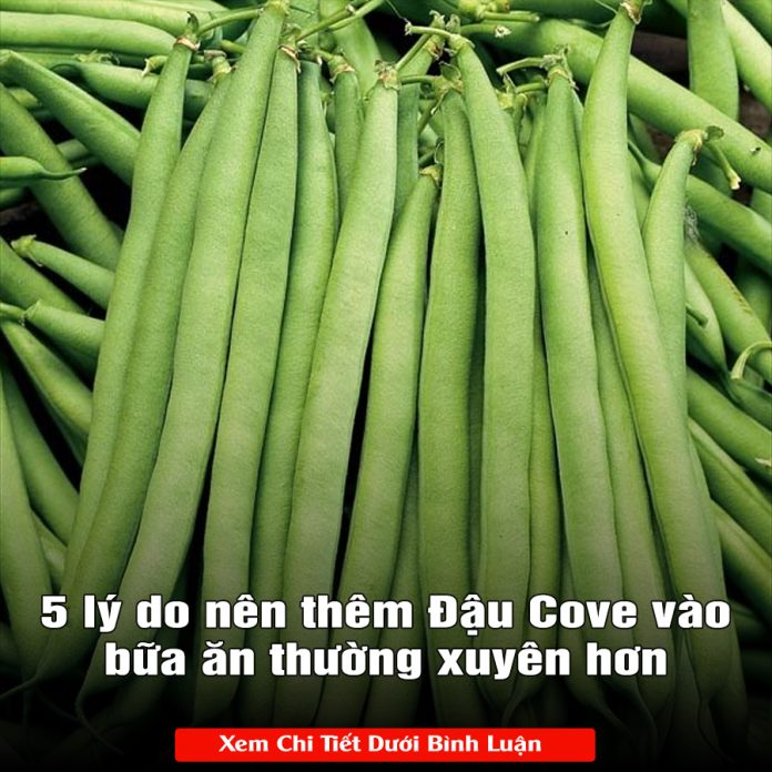 5 lý do nên thêm Đậu Cove vào bữa ăn thường xuyên hơn