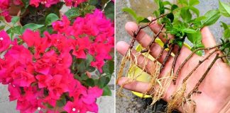 Giâm cành cây Hoa Giấy tại nhà đơn giản dễ làm, chỉ 7 ngày là bén rễ, không tốn tiền mua cây giống mới