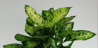 8 loại cây cảnh ‘hút tiền tài’ cực đỉnh, đầu năm trồng cả năm thịnh vượng