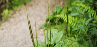 CÂY MÃ ĐỀ CÓ TÁC DỤNG THẾ NÀO ĐỐI VỚI SỨC KHỎE?