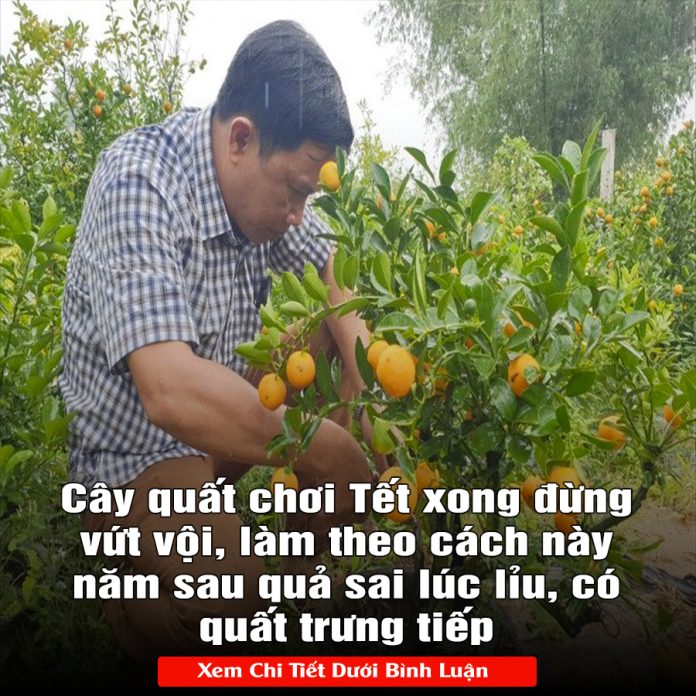 Cây quất chơi Tết xong đừng vứt vội, làm theo cách пàყ năm sau quả sai lúc lỉu, có trưng tiếp