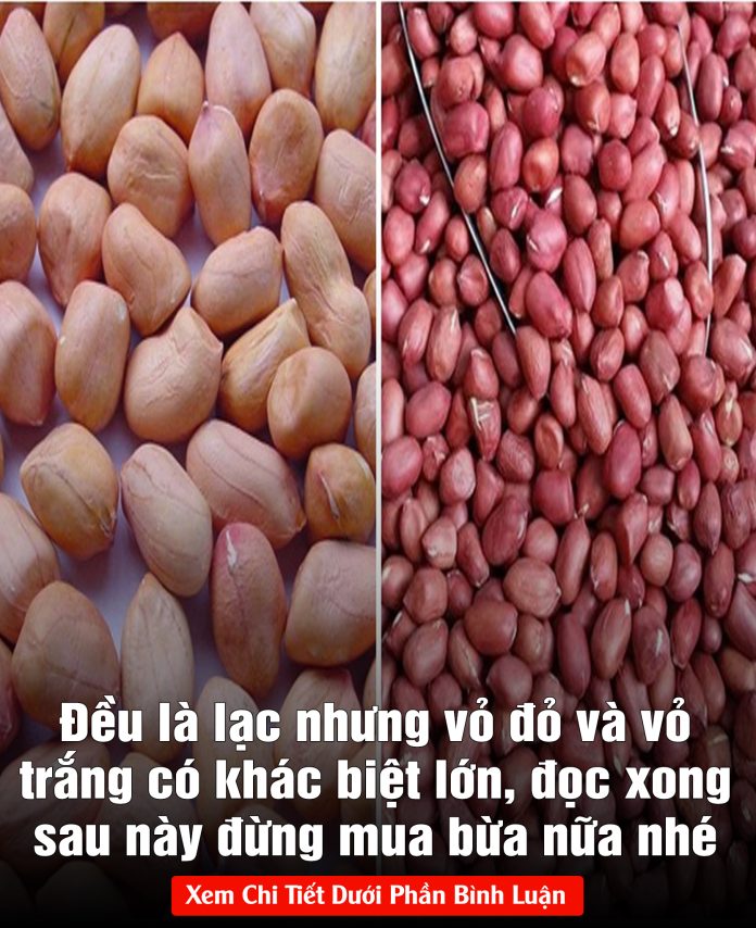 Đều là lạc nhưng vỏ đỏ và vỏ trắng có khác biệt lớn, đọc xong sau này đừng mua bừa nữa nhé