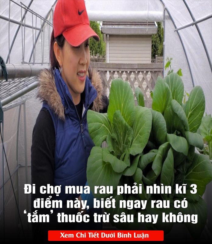 Đi chợ mua rau phải nhìn kĩ 3 điểm này, biết ngay rau có ‘tắm’ thuốc trừ sâu hay không