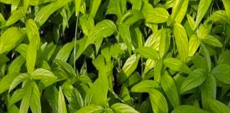 Loại cây mọc bờ ruộng chứa chất cản trở tế bào UT phát triển, mỗi tuần chỉ cần ăn 1 nắm là đủ