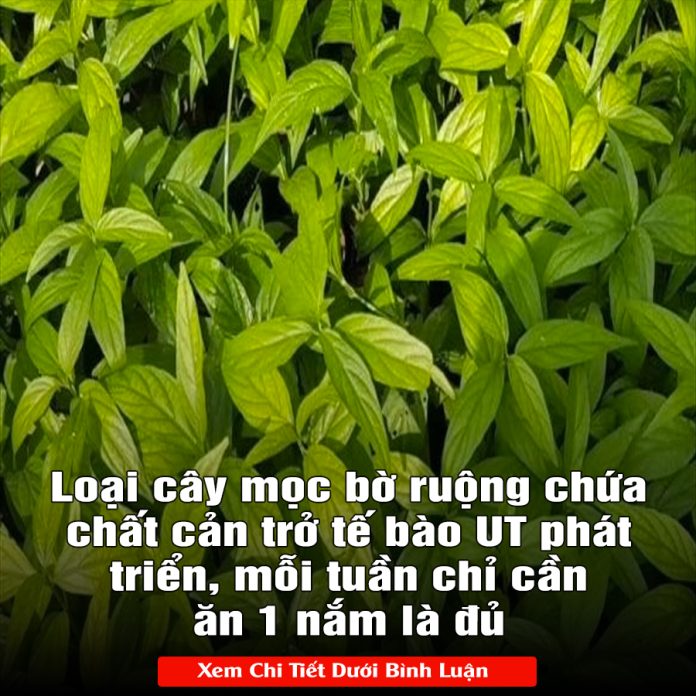 Loại cây mọc bờ ruộng chứa chất cản trở tế bào UT phát triển, mỗi tuần chỉ cần ăn 1 nắm là đủ