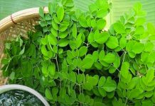 Loại rau p-h-á h-ủ-y hơn 90% Tế Bào ung thư trong vòng 48h mà người Việt cứ ngỡ là rau dại mọc đầy đường