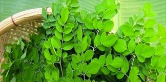 Loại rau p-h-á h-ủ-y hơn 90% Tế Bào ung thư trong vòng 48h mà người Việt cứ ngỡ là rau dại mọc đầy đường