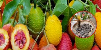 Phần hay bị bỏ đi của quả gấc lại là dược liệu vàng, giàu hoạt chất giúp kháng ung thư