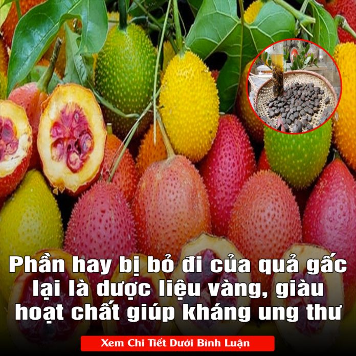 Phần hay bị bỏ đi của quả gấc lại là dược liệu vàng, giàu hoạt chất giúp kháng ung thư