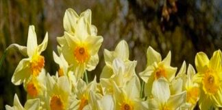 Qua Rằm tháng Giêng đừng trồng hoa này, có cũng phải nhổ bỏ ngay vì ‘hoa nở người héo’