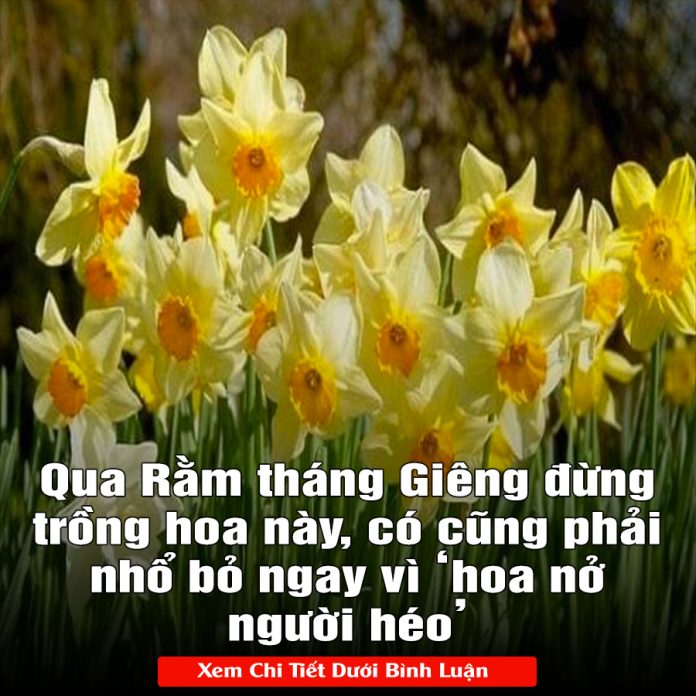 Qua Rằm tháng Giêng đừng trồng hoa này, có cũng phải nhổ bỏ ngay vì ‘hoa nở người héo’