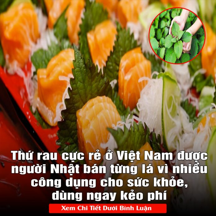 Thứ rau cực rẻ ở Việt Nam được người Nhật bán từng lá vì nhiều công dụng cho sức khỏe, dùng ngay kẻo phí