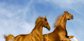 Trong 2 ngày cuối tuần (24/1 – 25/1), 3 con giáp rơi trúng kho vàng, tiền tài lan tỏa, công danh sự nghiệp phất lên