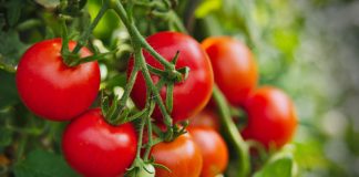 10 lợi ích sức khỏe tuyệt vời của cà chua