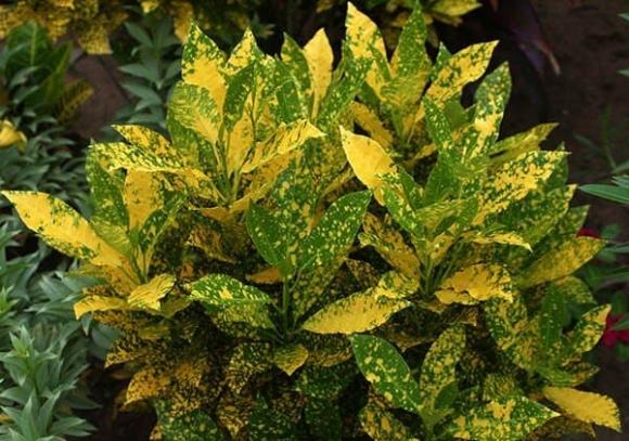 hoa thuỷ tiên, cây san hô, cây không nên trồng, kiến thức