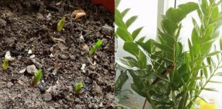 Cây kim tiền thích ‘ăn’ 3 thứ пàყ, cứ vùi vào chậu là chồi non đua nhau mọc, nhanh ra hoa, cực dễ chăm