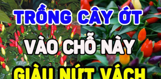 Ớt là loại quả rất cay, vậy trồng ớt trước nhà có được không? Mang lại may mắn hay điềm rủi