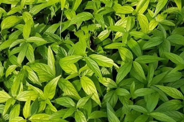 Loại cây mọc bờ ruộng chứa chất cản trở tế bào ung thư phát triển-1