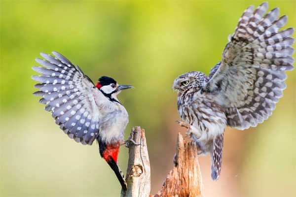 Từ Rằm tháng Giêng: 5 con giáp trúng số, đón cuộc sống mưa thuận gió hòa, mùa màng bội thu-3