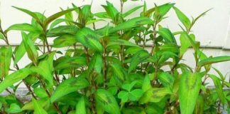 Đây là nguyên nhân vì sao ai cũng nói dù nhà chật hẹp cỡ nào cũng nên trồng cây rau răm