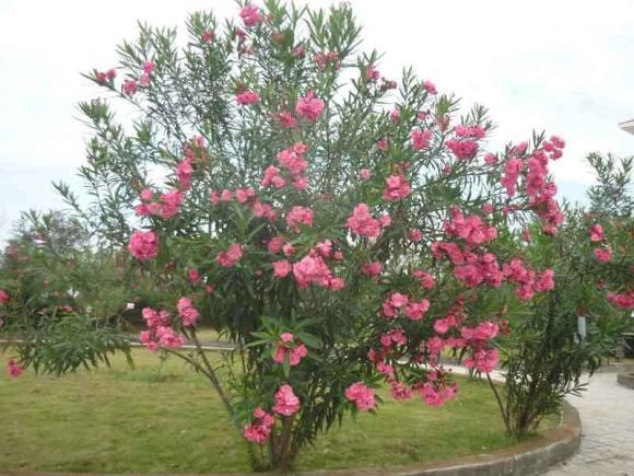 hoa thuỷ tiên, cây san hô, cây không nên trồng, kiến thức