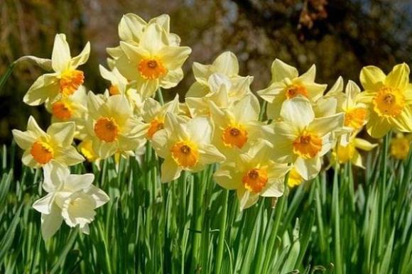 hoa thuỷ tiên, cây san hô, cây không nên trồng, kiến thức