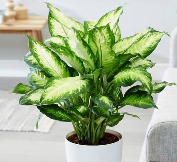 hoa thuỷ tiên, cây san hô, cây không nên trồng, kiến thức