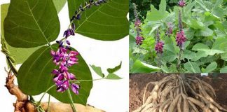 Loại hoa tưởng bị vứt bỏ, hóa ra lại có tác dụng lợi gan mật, giải ɾượu vô cùng hiệu quả