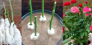 Cách giâm cành hoa hồng không cần đất, chỉ dùng mảnh giấy vệ sinh