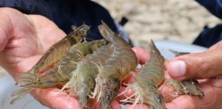 Cứ nhìn vào 1 BỘ PHẬN nhỏ trên con Tôm là biết ngay Tôm Nuôi hay Tôm Tự Nhiên