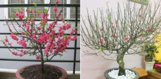 Sau Tết đừng vội vứt cây đào, đem trồng theo cách này, năm sau cây lại ra hoa ầm ầm