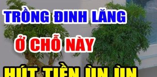Trồng cây Đinh Lăng đúng vị trí này, gia chủ có ngay kho vàng trước cửa, phúc lộc no nê