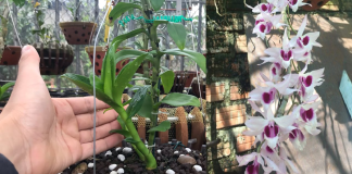 Vùi 2 thứ пàყ vào chậu: Rễ và lá của hoa lan mọc ra tua tủa, hoa thơm ngào ngạt