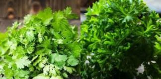 Nhất định phải trồng rau mùi ta trong nhà, dù nhà chật hẹp cỡ nào sẽ có được công dụng thần kì này