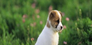 12 ngày cuối tháng 3: 4 tuổi làm đâu thắng đó, vét cạn tiền thiên hạ, giàu có không ai bằng