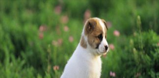 12 ngày cuối tháng 3: 4 tuổi làm đâu thắng đó, vét cạn tiền thiên hạ, giàu có không ai bằng