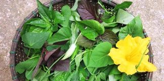 Rau tập tàng, dinh dưỡng tốt