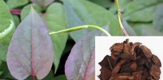 Tác dụng của hà thủ ô đỏ đối với sức khỏe