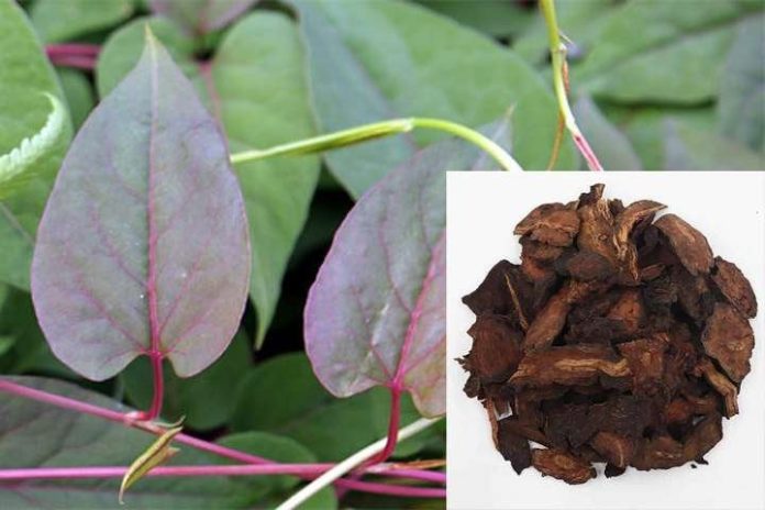 20210606_141152_073005_ha-thu-o