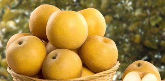 Quả lê – món quà dinh dưỡng quý giá từ thiên nhiên