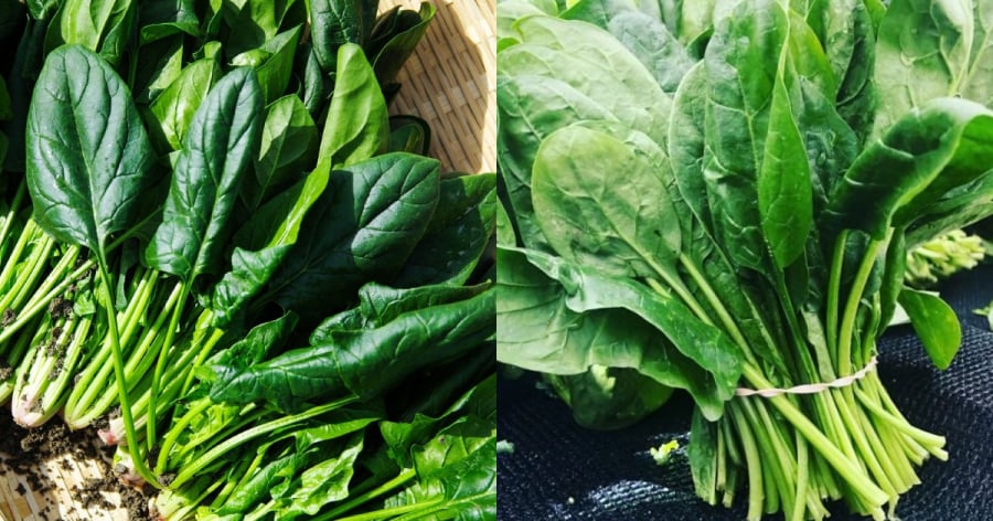 thuc-pham-de-gay-soi-than-01