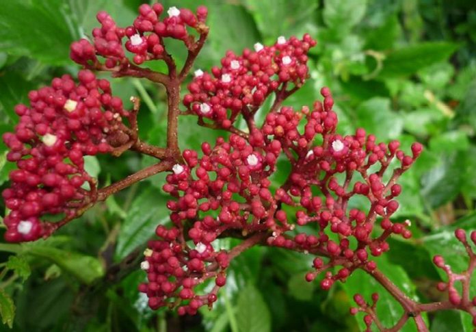 20230320_cay-goi-hac-1